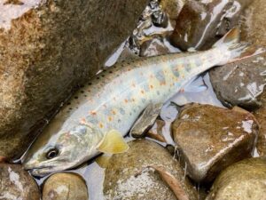 岐阜県郡上市、長良川水系吉田川で釣れたでんでんアマゴ