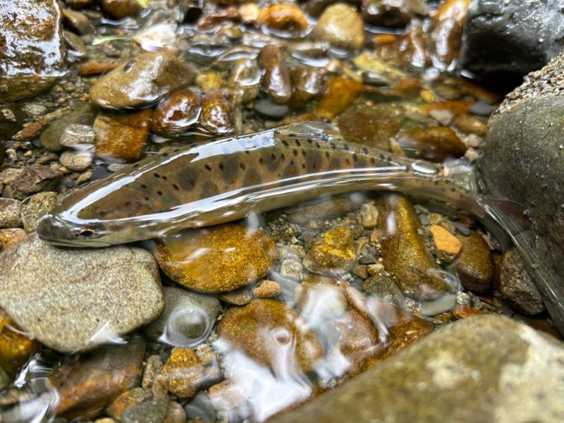岐阜県郡上市の亀尾島川上流部でヒットしたパーマーク二列の天然アマゴ