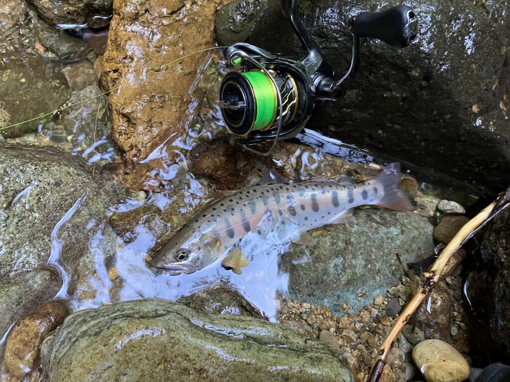 本流筋から遡上してきたと思われる、美しく体高もあるコンディション良好のヤマメ24cm