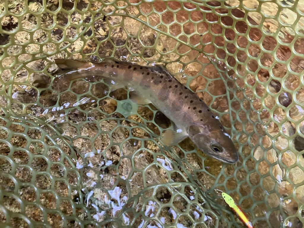 岐阜県郡上市の渓流（源流部）でルアーで釣った色黒のアマゴ２３ｃｍ