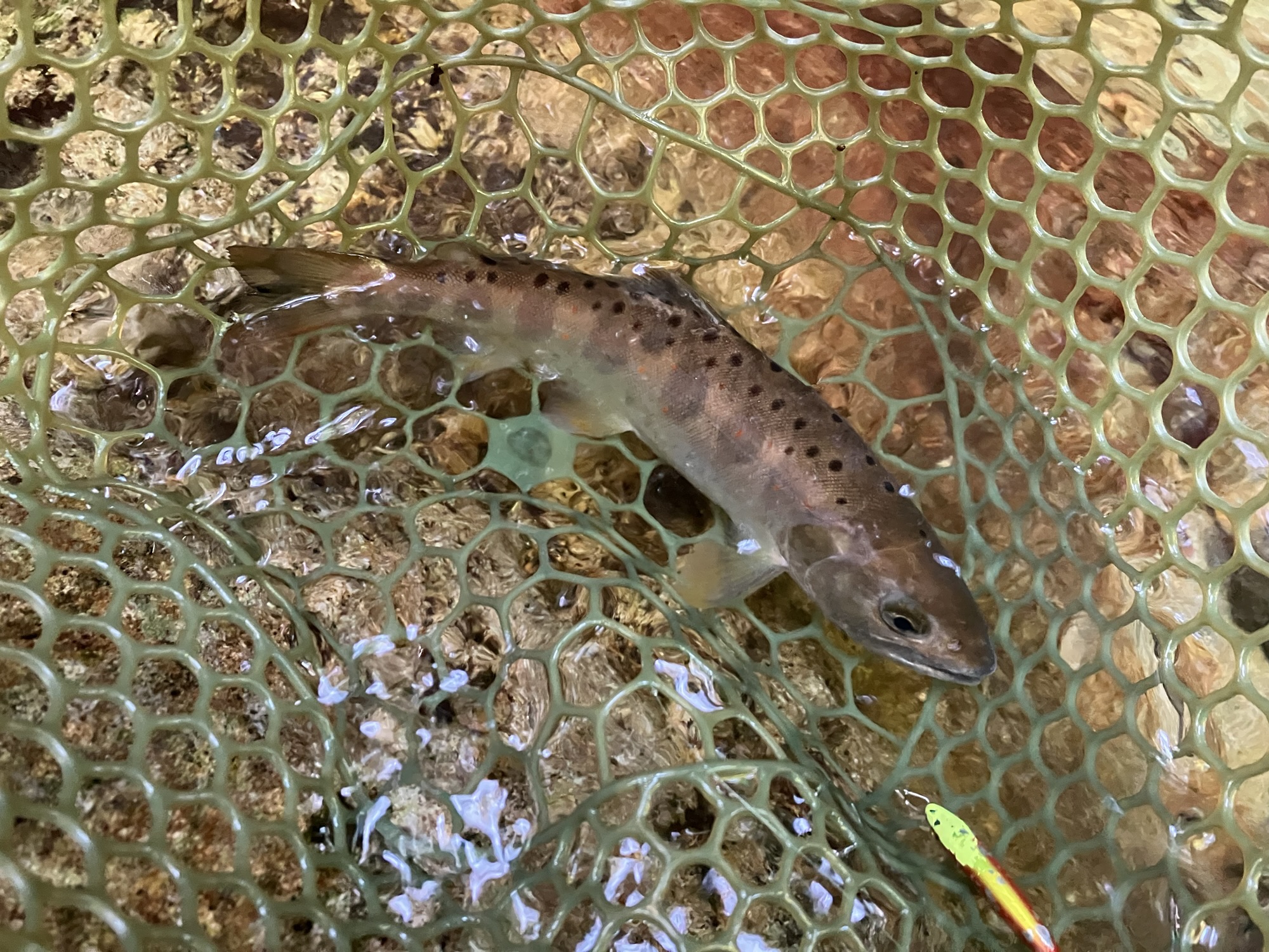 岐阜県郡上市の渓流（源流部）でルアーで釣った色黒のアマゴ２３ｃｍ
