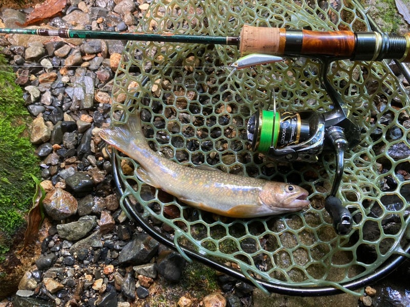 奈良県十津川村の大野川でヒットした23ｃｍのイワナ